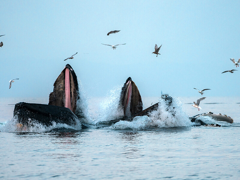 Humpback Whales near Salmon Falls Resort