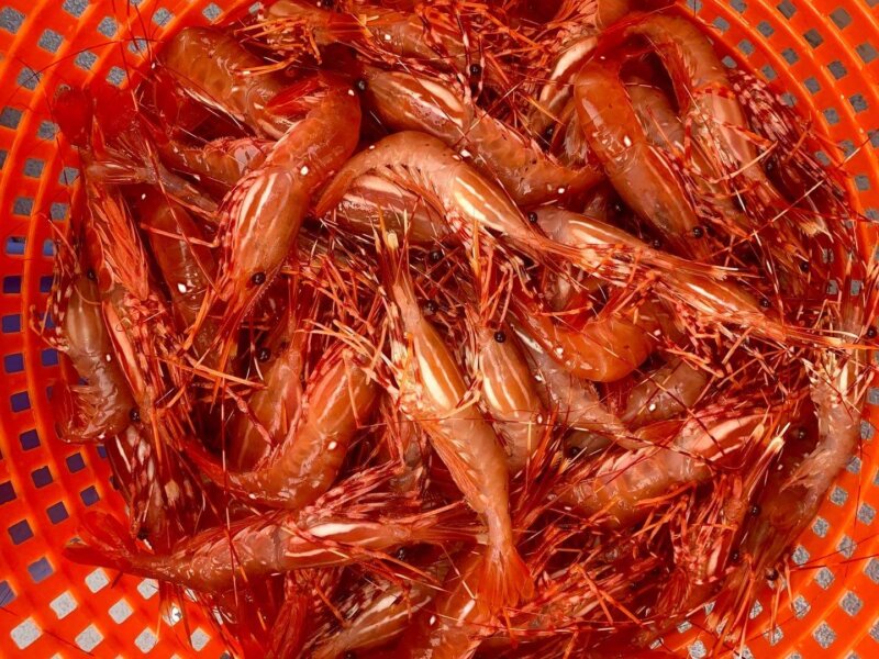 full shrimp pot